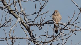 female Lesser kestrel (Falco naumanni) perching on a tree