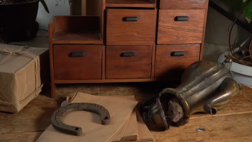 Gray rat in the interior. Antique chest of drawers and antique vase.
