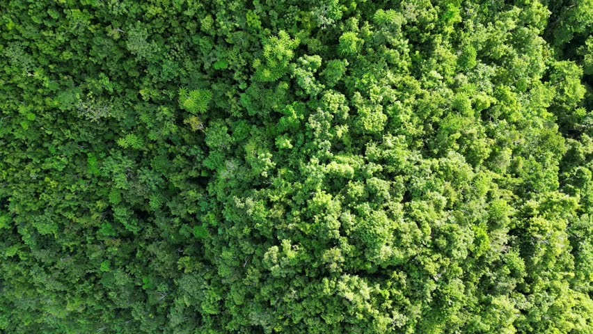 Cinematic Aerial View of lush jungle and hills revealing majestic Bote Lighthouse with breathtaking view of pristine ocean waters and brilliant rainforests.