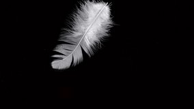 The feather falls in slow motion on a black reflective background - Powered by Shutterstock - Get 15% off with code: PIKWIZARD15