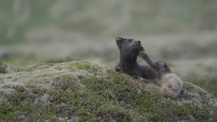 Arctic fox in the Westfjords of Iceland