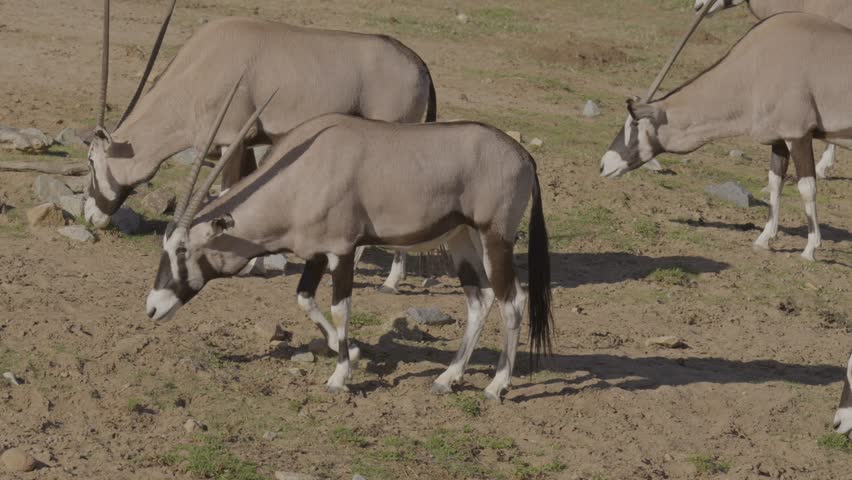 This video shows a group of wild speke