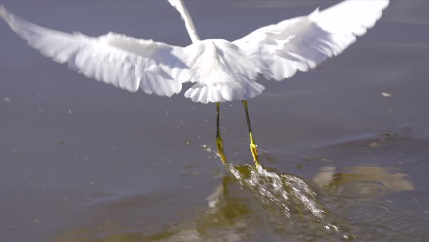 This video shows a white crane flying over waters surface in slow motion as it feet drag in the water.