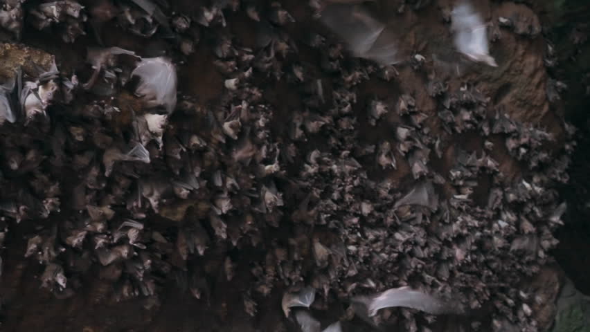 Camera smoothly moving near cave wall of flying foxes scattering away in fear. Dark habitat of bats in mountains. Flying dogs family inside a rock shelter. Film grain pixel texture. Soft focus. Royalty-Free Stock Footage #1101546339