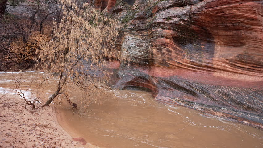 Panning view of muddy Pine Creek in Zion during the rain as the canyon floods.