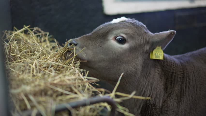 Cute calf cow eating straw in a stable. Beautiful small animal in grey slow motion view. Ecological sustainable cattle farming happy animals with white spot | Shutterstock HD Video #1101549487