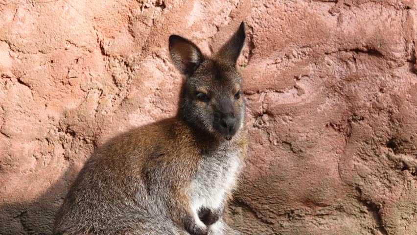 red necked wallaby different sides and wiggles his ears