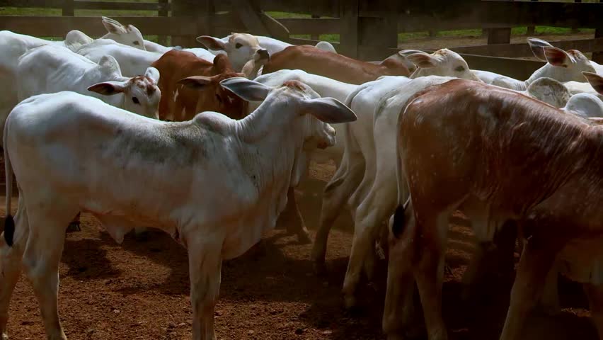Herd of white and brown nelore cows shuffle nervously in a timber cattle stockade | Shutterstock HD Video #1101551855