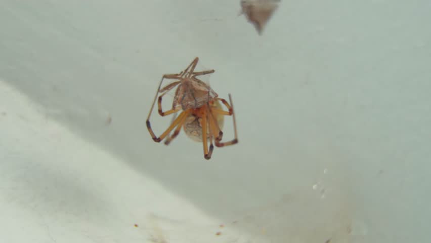 Close-up of a brown widow spider (Latrodectus geometricus) on her web with prey.