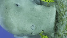 Vertical video, Portrait of Sea Cow grazing on seabed raising dregs clouds of sand. Slow motion, Close up of Dugong (Dugong dugon) eat algae, school of Golden Trevally fish floating around her