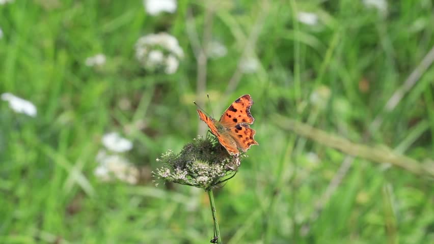 Comma Butterfly (Polygonia c-album) butterfly