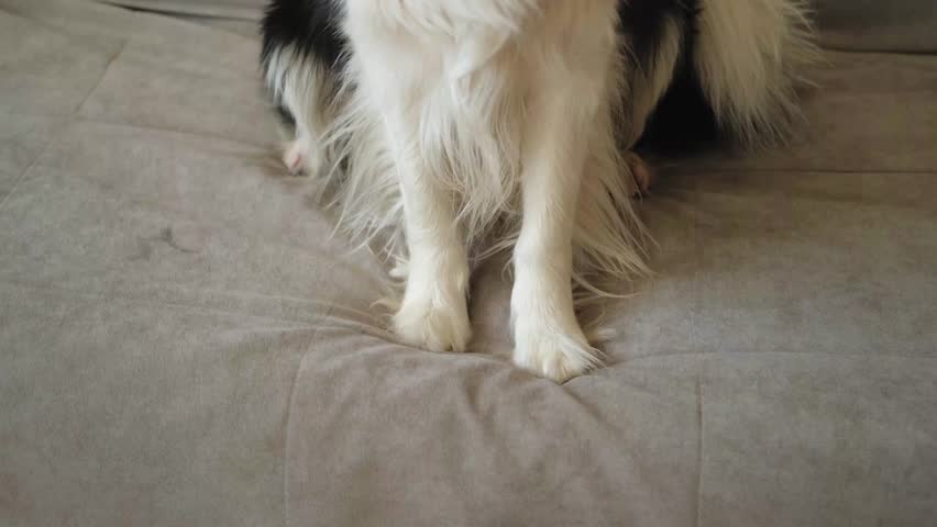 Funny portrait of puppy dog border collie waving paw sitting on couch. Cute pet dog resting on sofa at home indoor. Funny emotional dog, cute pose. Dog raise paw up Royalty-Free Stock Footage #1101589247