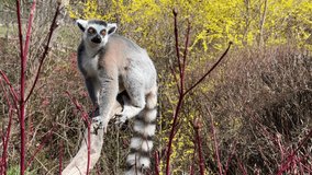 The cute and funny ring-tailed lemur. Stock video. 4K