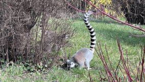 The cute and funny ring-tailed lemur. Stock video clip. 4K