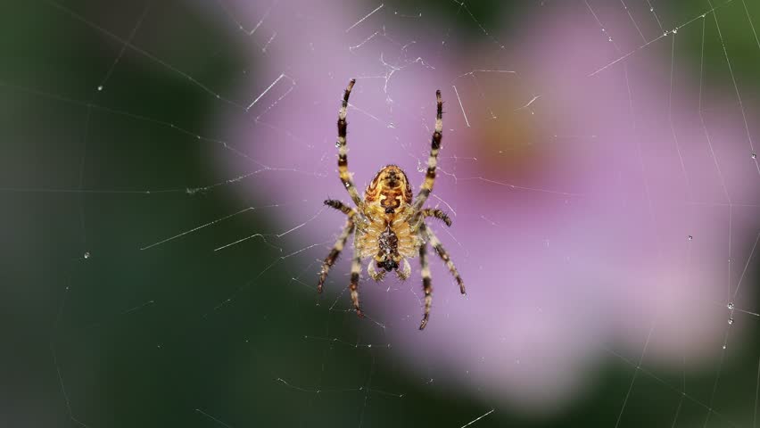 A feeding common garden spider, araneus diadematus, startled on it's web, Real time. Royalty-Free Stock Footage #1101597309