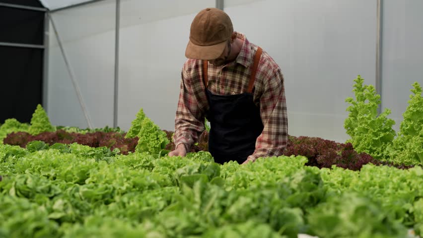 Young man farmer harvesting vegetables from a hydroponic farm, Farmers work with hydroponic vegetable gardens in the greenhouse. | Shutterstock HD Video #1101600113