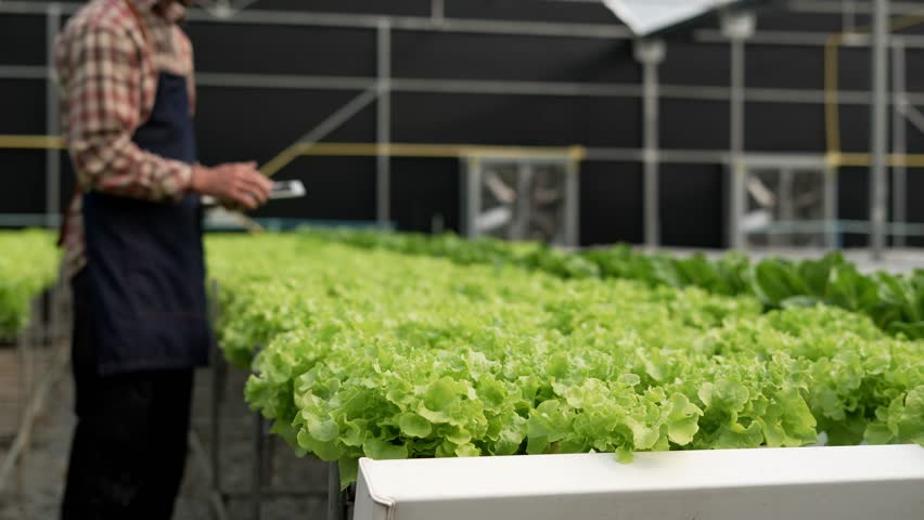 Young man farmer harvesting vegetables from a hydroponic farm, Farmers work with hydroponic vegetable gardens in the greenhouse. | Shutterstock HD Video #1101600115