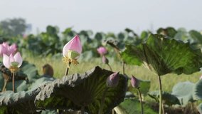 Video of pink lotus flowers blooming in summer