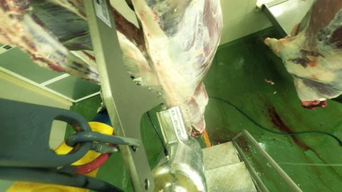 First Person View Of A Electric Brisket Saw Cutting Through Cattle Carcass Inside Of A Slaughterry Legally Obtained Footage Includes Audio