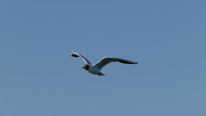 Flying seagull in slow motion. Marine relax footage 4K in slow motion. | Shutterstock HD Video #1101604987