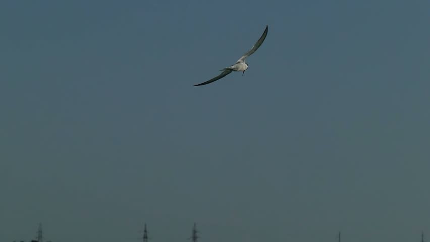 Flying seagull in slow motion. Marine relax footage 4K in slow motion. | Shutterstock HD Video #1101605007