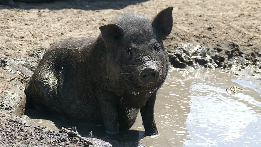 Black Pikin pig in the mud. Livestock 4K footage.