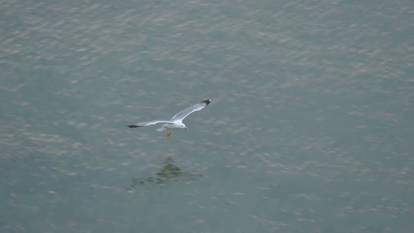 Flying seagull in slow motion. Marine relax footage 4K in slow motion. | Shutterstock HD Video #1101605085