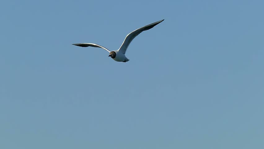 Flying seagull in slow motion. Marine relax footage 4K in slow motion. | Shutterstock HD Video #1101605469