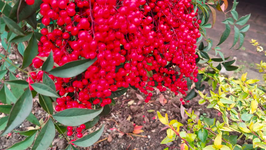 Ardisia berries bright red in hedgerow at christmas. High quality 4k footage