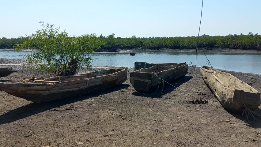 Three artisanal fishing pirocas, built from tree trunks next to the Indomar river in Quinhamel, with a large green mangrove forest in the background, in Guinea Bissau | Shutterstock HD Video #1101611143