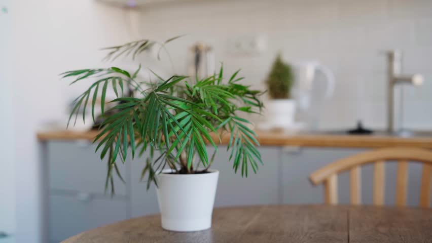 Panning shot of palm home plant in white pot on wooden table in kitchen  | Shutterstock HD Video #1101612455