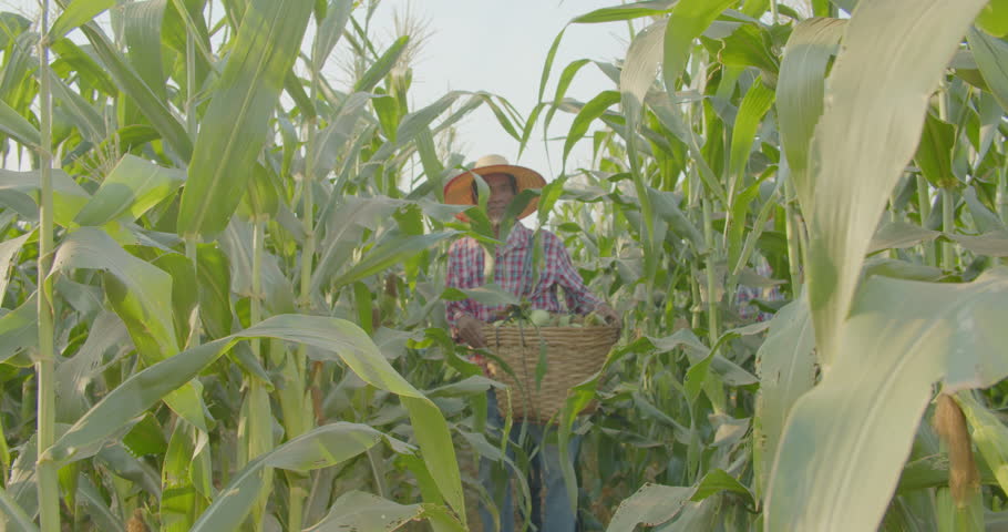 Asian farmer man who is a poor employee in a rural farm while harvesting the corns in the rural corn field. Royalty-Free Stock Footage #1101613419