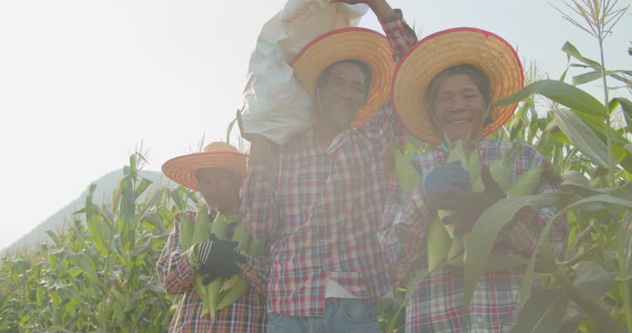 A group of the happy smiling Asian farmers who are the poor employee in a rural farm while harvesting the corns in the corn field. #UniqueSSelf Royalty-Free Stock Footage #1101613423