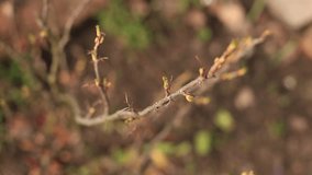 Sprout and buds of black currant. Buds on the bushes. Young plants. Early spring. Gardening. Video