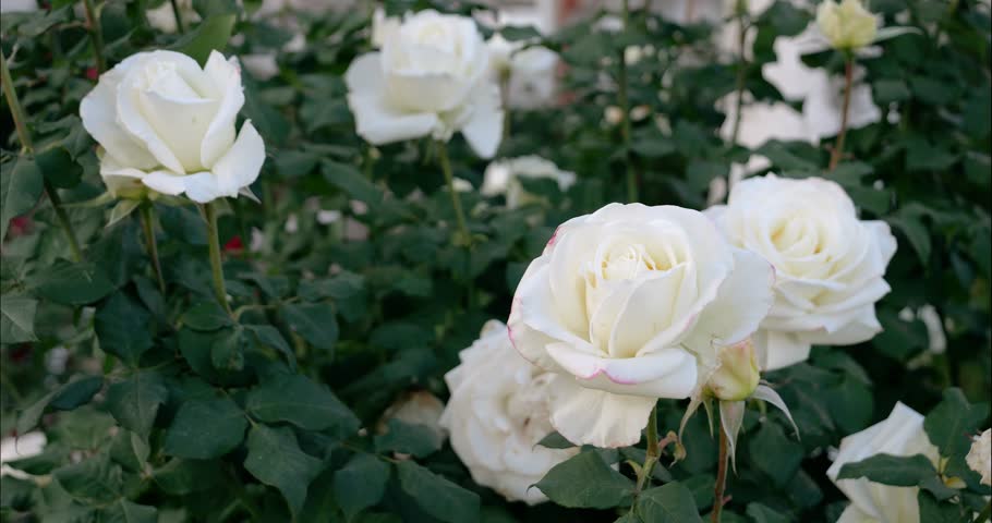 Close-up of white rose bushes in the yard of the house | Shutterstock HD Video #1101614913