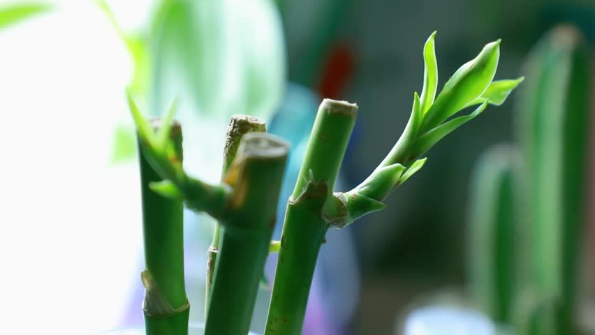 The plant for decoration in home and office slow motion or close-up macro leaf green. | Shutterstock HD Video #1101614927