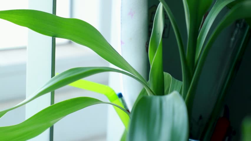 The plant for decoration in home and office slow motion or close-up macro leaf green. | Shutterstock HD Video #1101614931