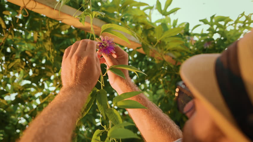 Gardener in straw hat touches the passion fruit flower with his hands, examining the plant. Close-up view, from behind the shoulder. The concept of organic gardening and horticulture. | Shutterstock HD Video #1101615453