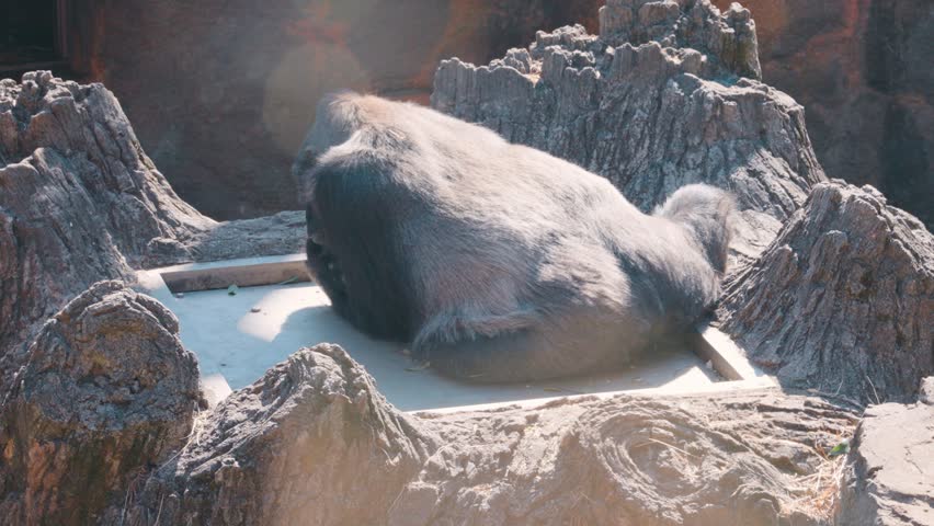 Gorilla is sleeping on the rocks on sunny day