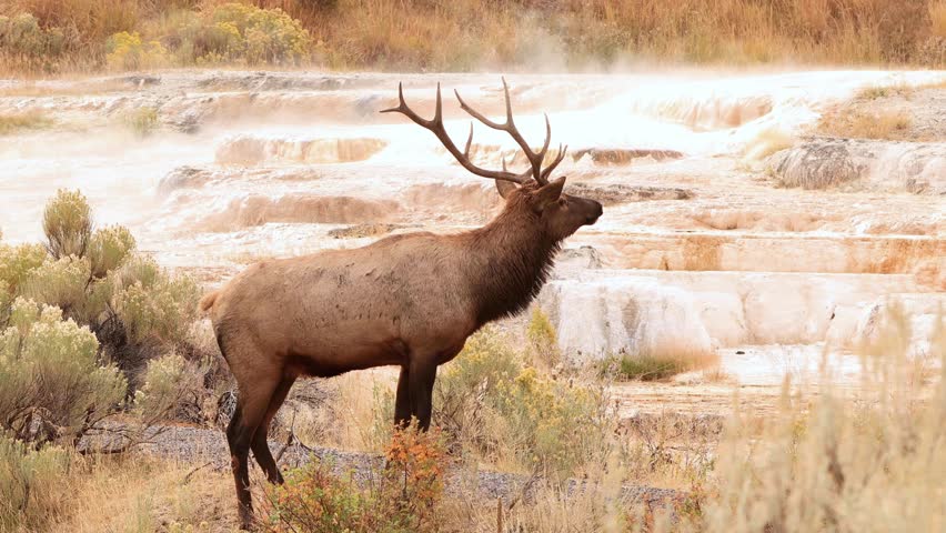 Wild elks neat the Mammoth Hot Springs in Yellowstone National Park, Wyoming.