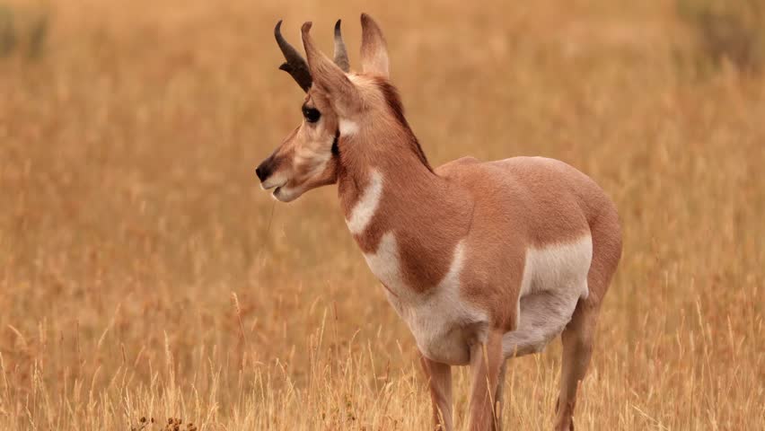 Pronghorn in Yellowstone National Park in Wyoming