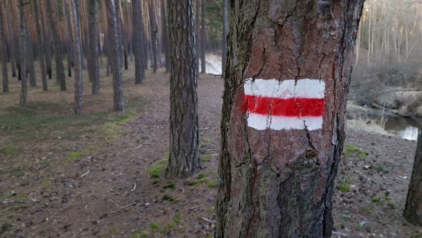 Tourist trail sign on a tree in the forest. Travel, tourism, hiking concepts