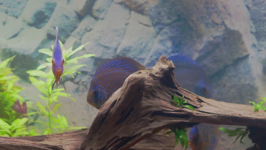 Beautiful view of blue diamond discus fish cichlid swimming in aquarium. Sweden. | Shutterstock HD Video #1101629991