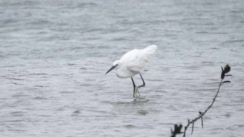 little egret on the wetlands