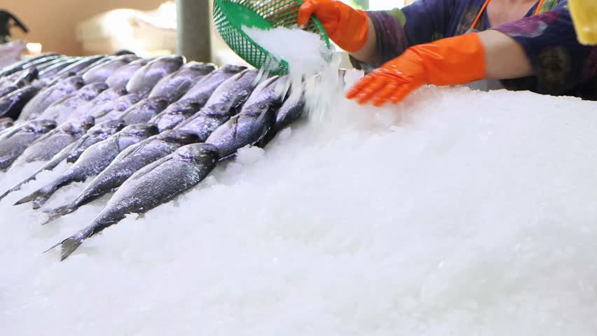 Market vendor pours the ice on showcase, then lays out small fish on ice. Prepare counter for sale at fish, close-up 4k footage | Shutterstock HD Video #1101633323