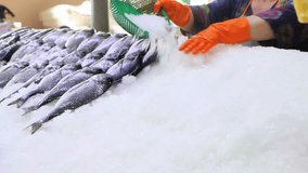 Market vendor pours the ice on showcase, then lays out small fish on ice. Prepare counter for sale at fish, close-up 4k footage