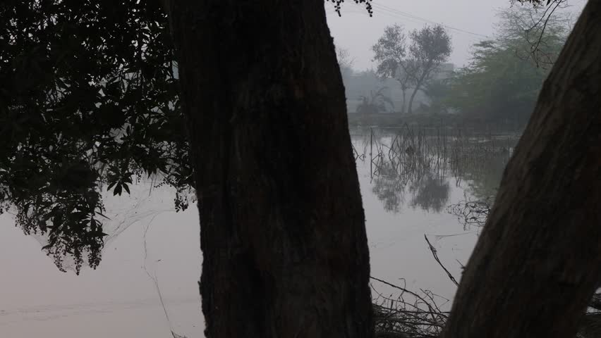 Black and white shot from behind a trees of damaged crops due to severe floods in Sindh, Pakistan during evening time.
