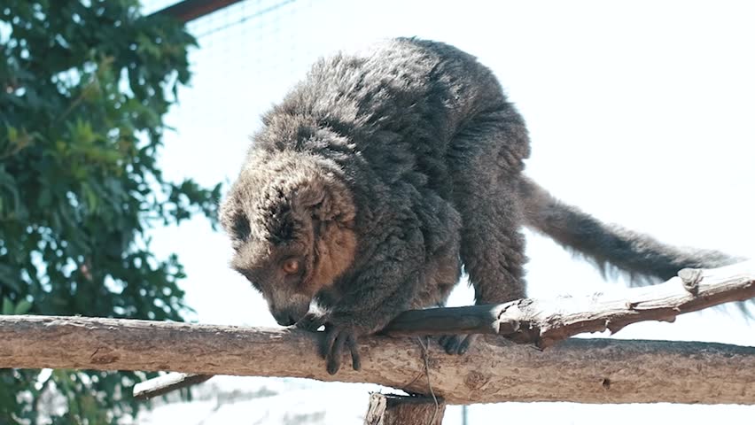 Red-fronted lemur with a long beautiful tail. Animal of Madagascar, Africa. 