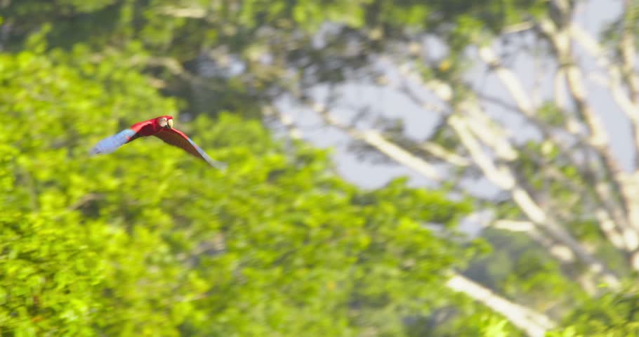 Scarlet Macaw flying amongst lush green tropical jungle trees, Tambopata National Reserve, Peru Royalty-Free Stock Footage #1101639281