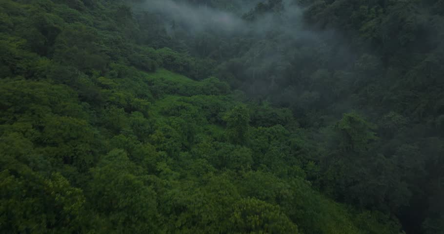 Dense, Lush Jungle Forests in Bali Valley - Moody Aerial with Fog